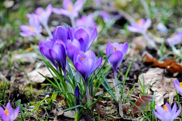 Frühblüher-Expedition